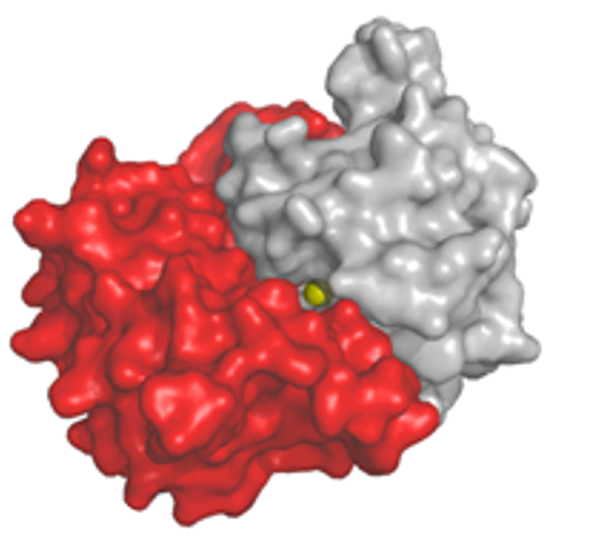 Immune System Tricks